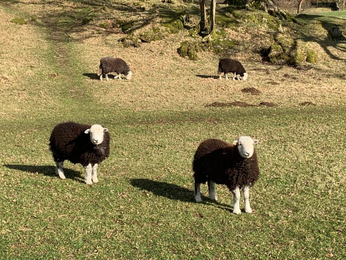 Ivythwaite Cottages ウィンダミア エクステリア 写真